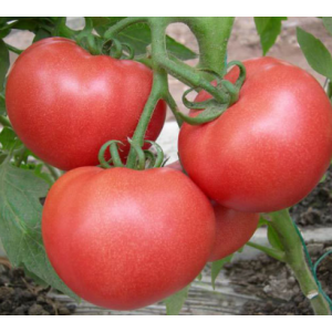 Махидо - томат индетерминантный, 10 г, Agri Saaten Германия фото, цена